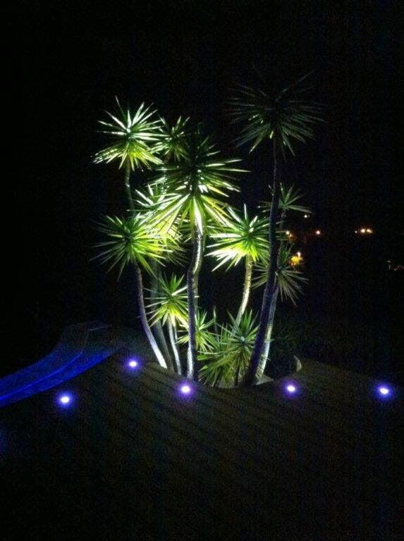 Eclairage d'un massif de palmier